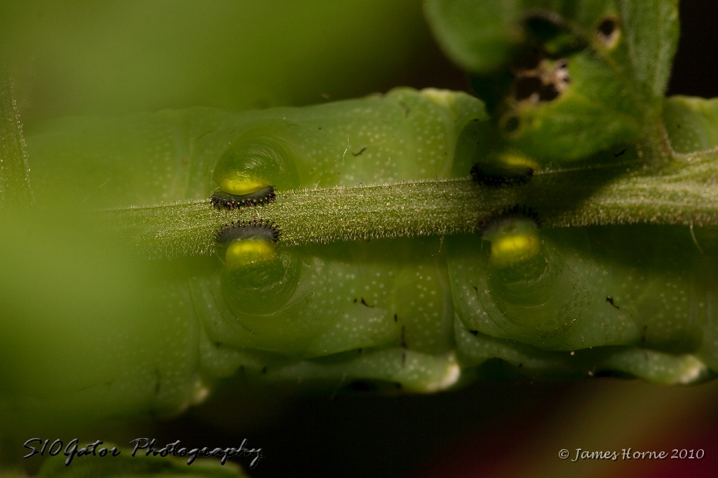 tomato worm-img_828407.JPG